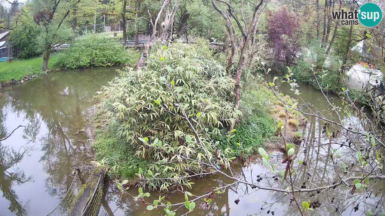 Gibbone dalle guance rosa nello ZOO di Ljubljana
