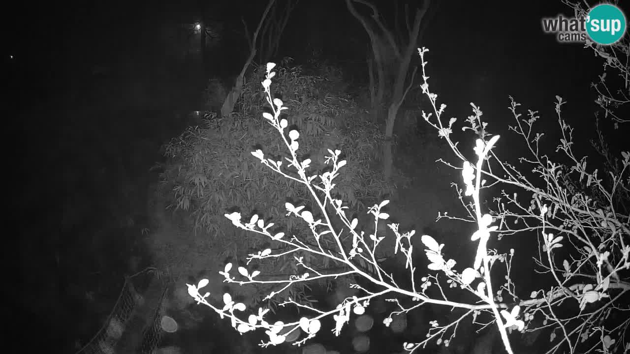 Gibon – Nomascus gabriellae – Zoo Ljubljana web kamera