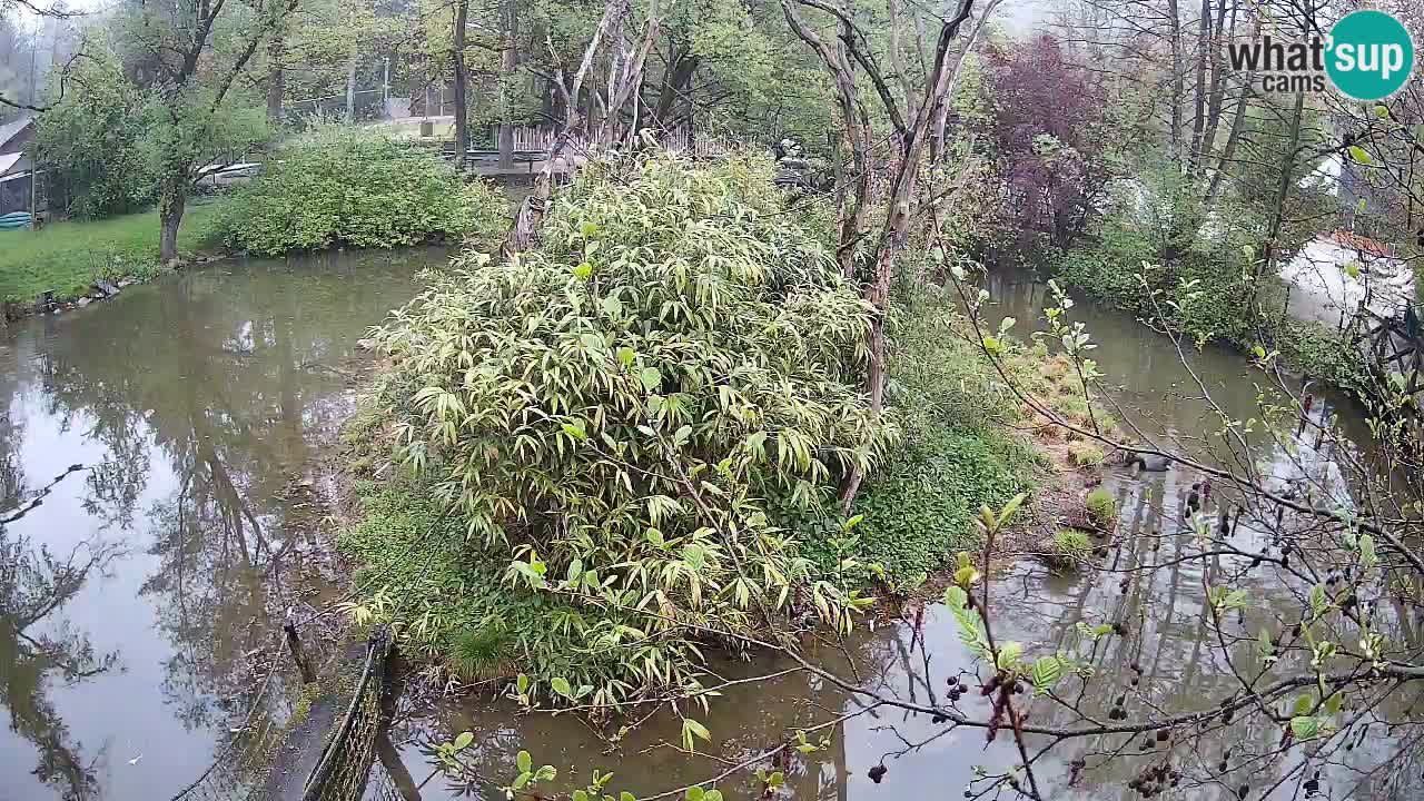 Gibón de mejillas beige Zoo Ljubljana