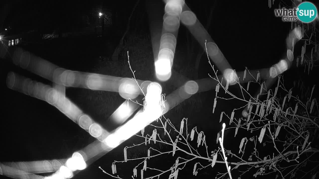 Zlatolični gibon živalski vrt Ljubljana