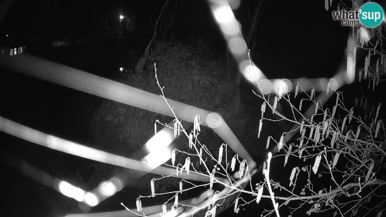 Gibon – Nomascus gabriellae – Zoo Ljubljana web kamera