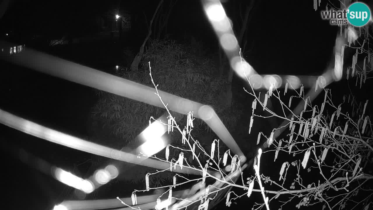 Zlatolični gibon živalski vrt Ljubljana