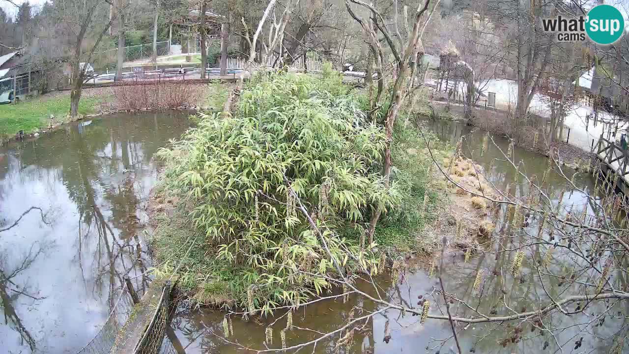 Gibbone dalle guance rosa nello ZOO di Ljubljana