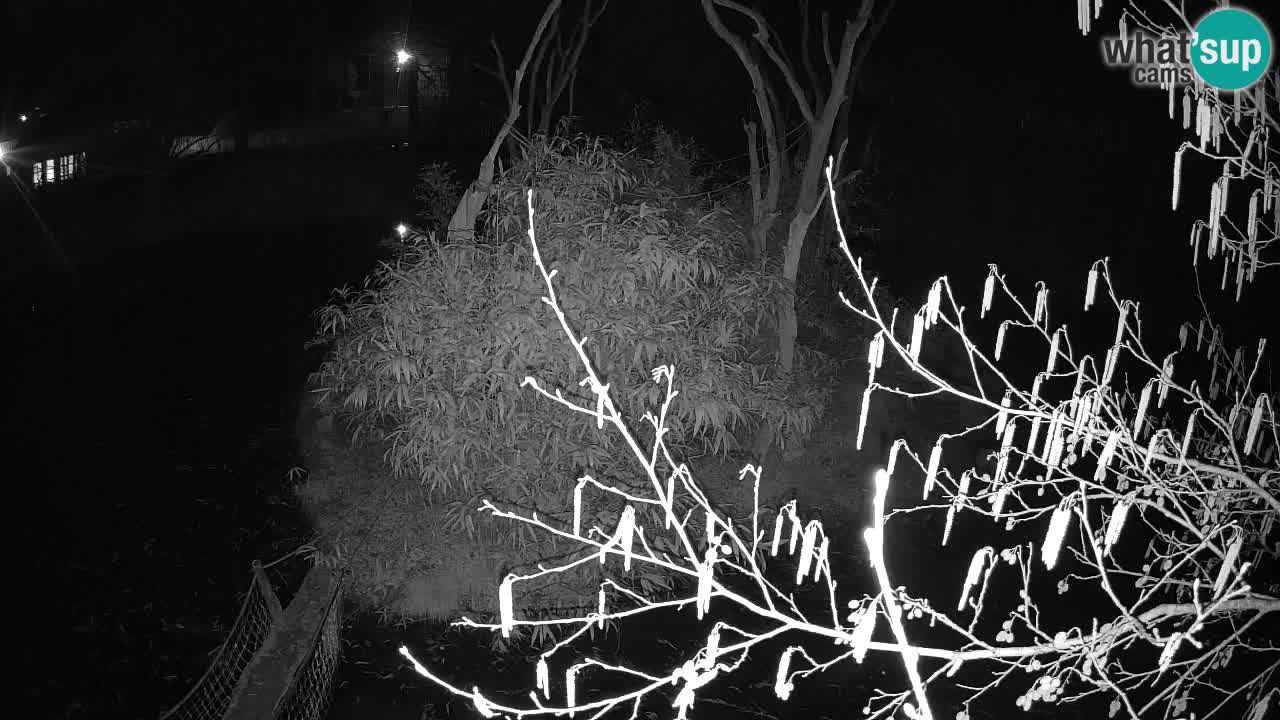 Yellow-cheeked gibbon Zoo Ljubljana livecam