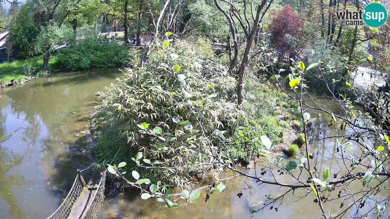 Gibbon à joues jaunes Zoo Ljubljana live cam
