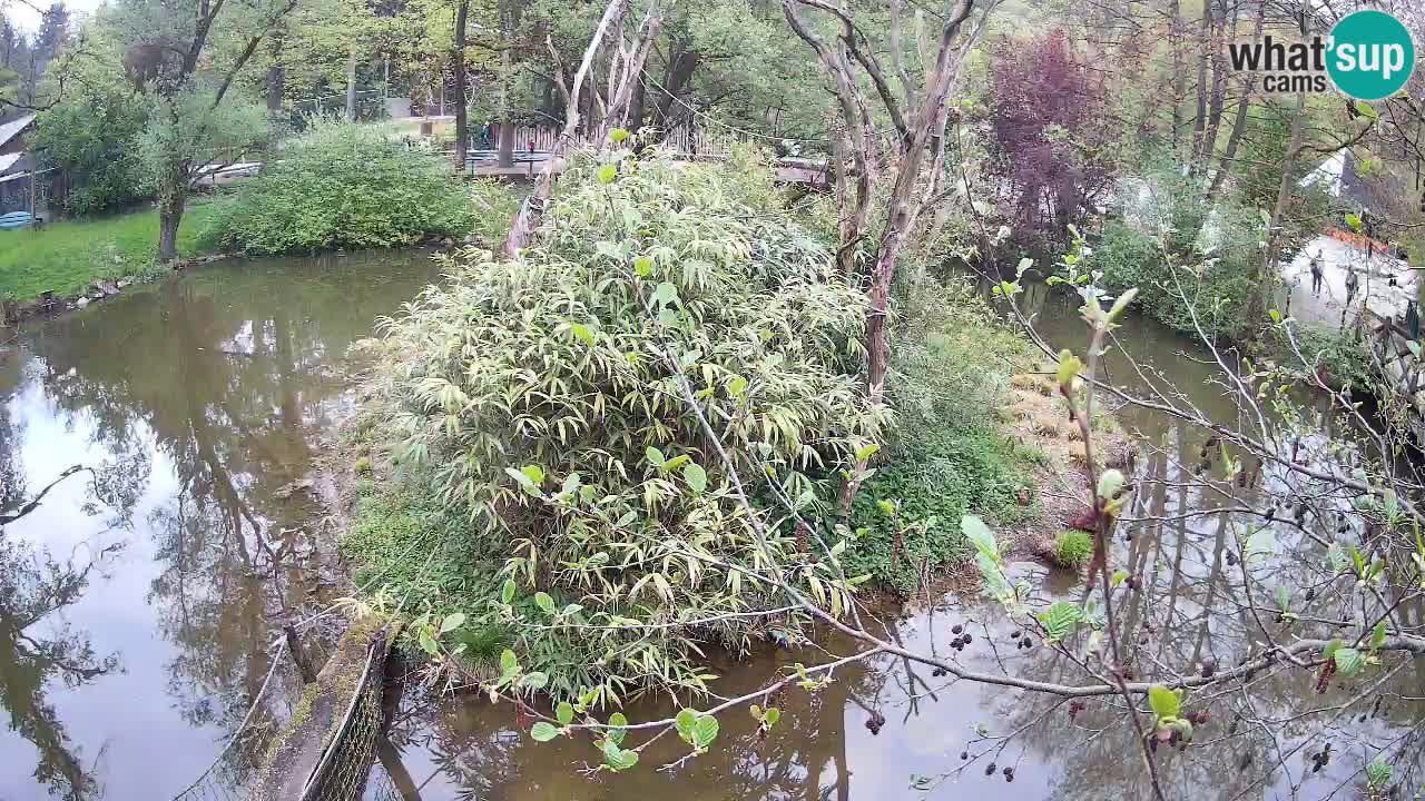 Gibbon à joues jaunes Zoo Ljubljana live cam