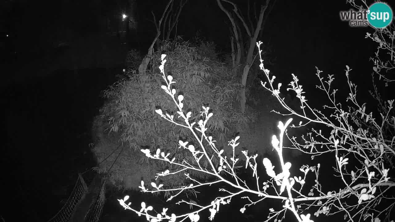 Gibón de mejillas beige Zoo Ljubljana