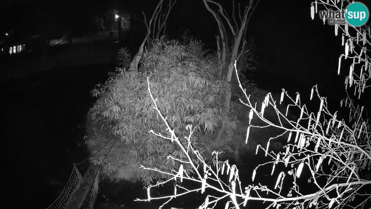 Gibbone dalle guance rosa nello ZOO di Ljubljana