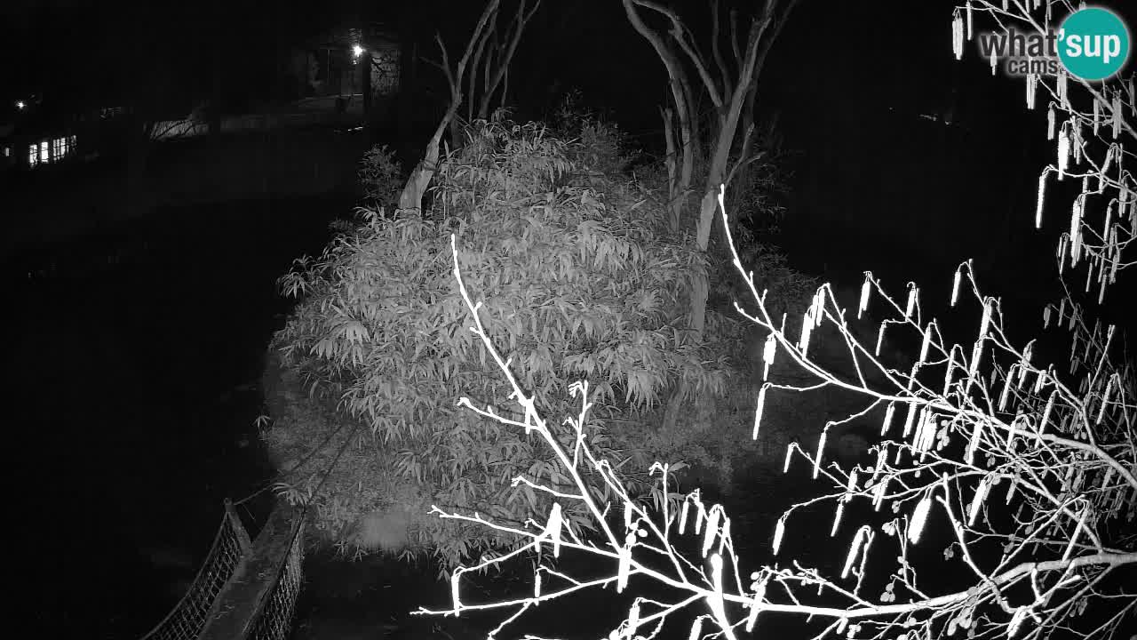 Gibon – Nomascus gabriellae – Zoo Ljubljana web kamera