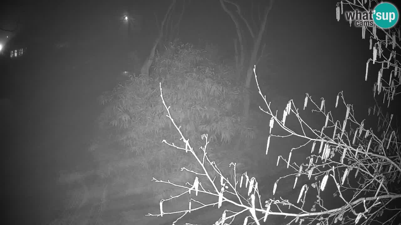 Zlatolični gibon živalski vrt Ljubljana