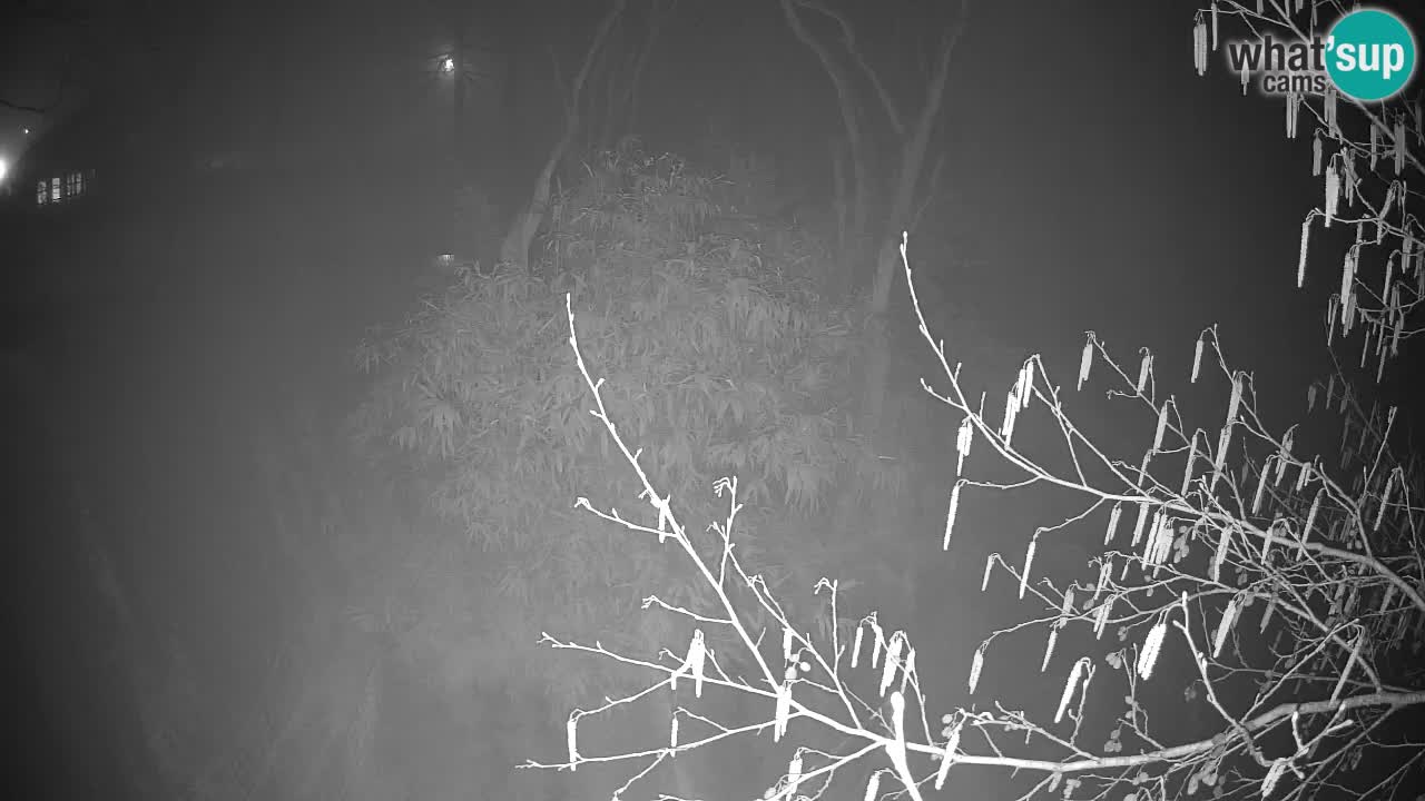 Zlatolični gibon živalski vrt Ljubljana