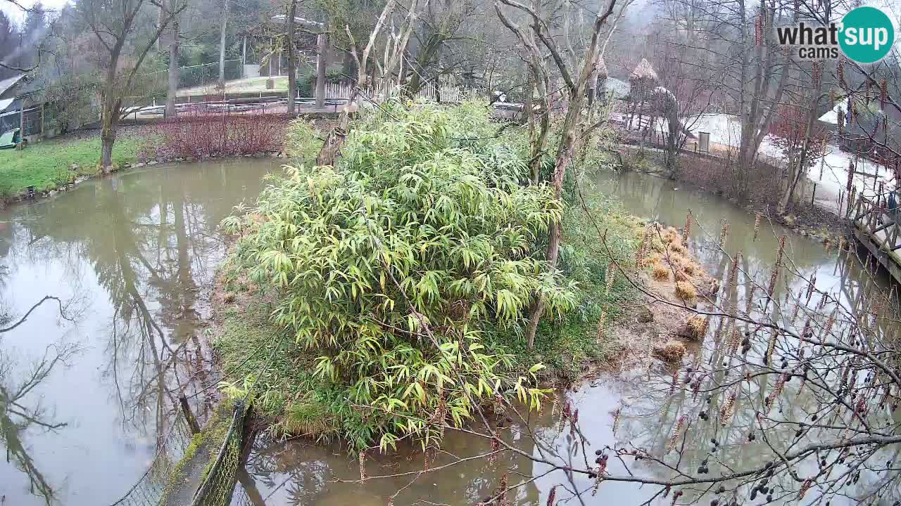 Zlatolični gibon živalski vrt Ljubljana