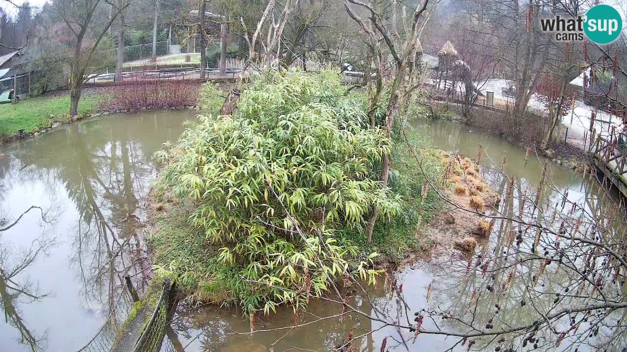 Yellow-cheeked gibbon Zoo Ljubljana livecam