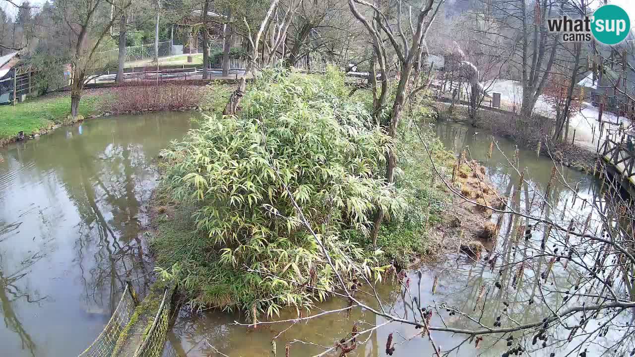 Gibbone dalle guance rosa nello ZOO di Ljubljana