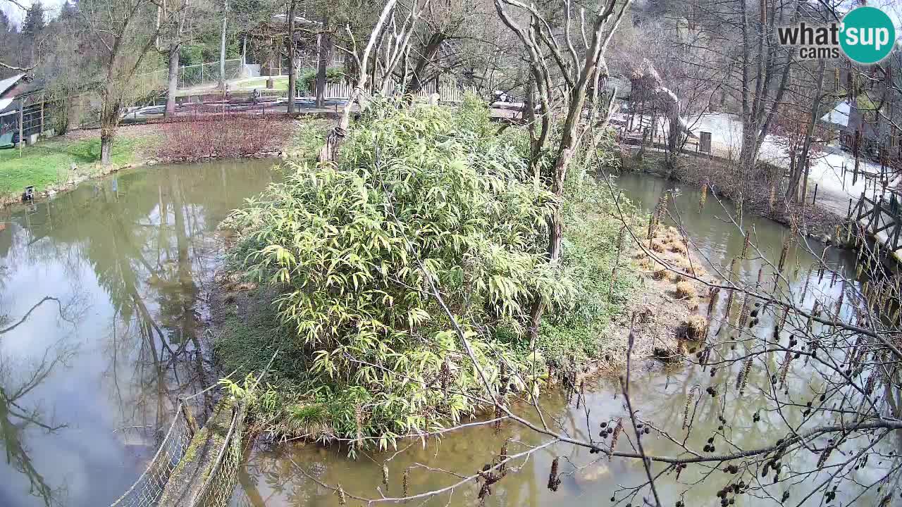 Yellow-cheeked gibbon Zoo Ljubljana livecam