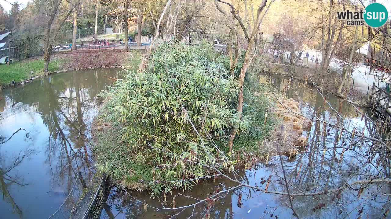 Südlicher Gelbwangen-Schopfgibbon Zoo Ljubljana webcam