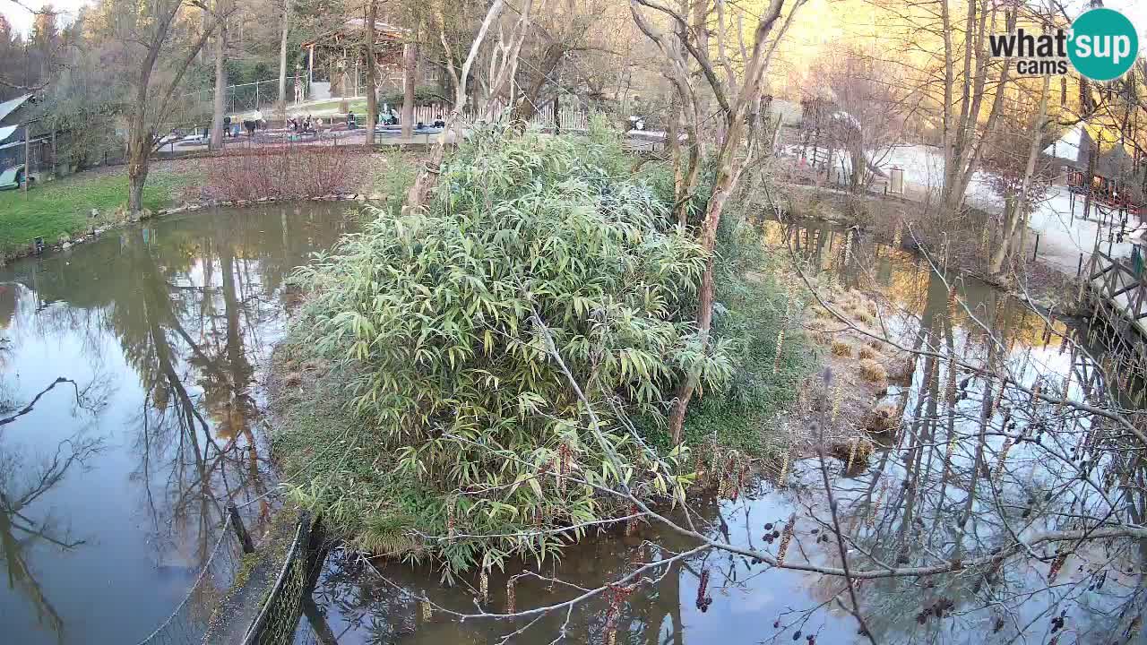 Gibbone dalle guance rosa nello ZOO di Ljubljana