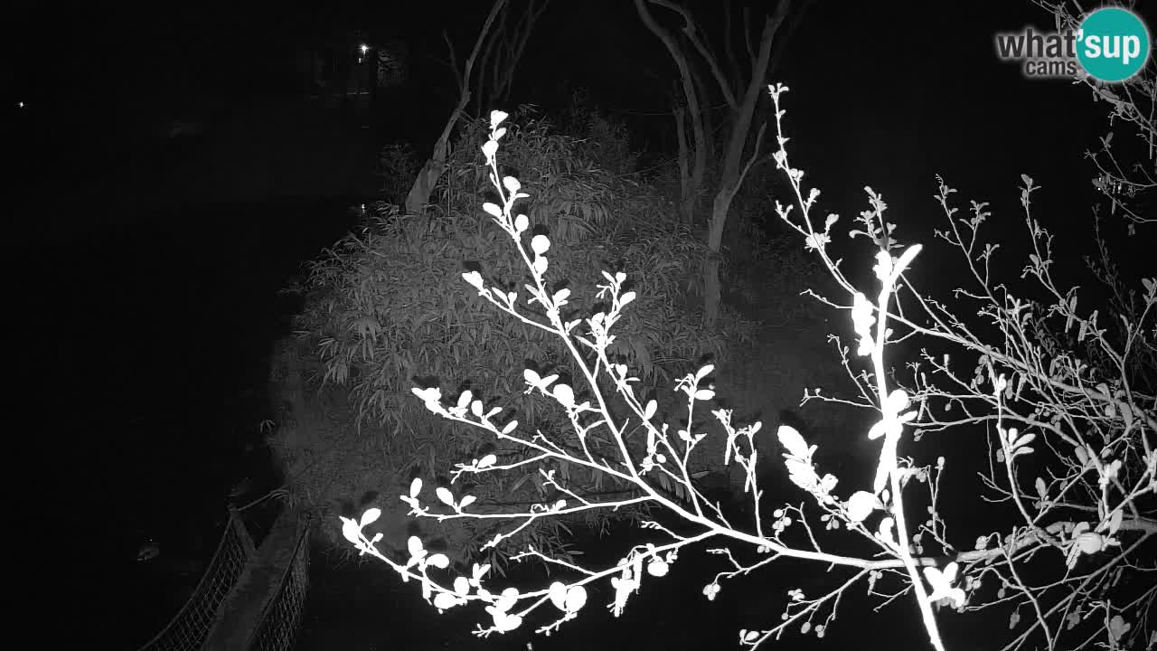 Südlicher Gelbwangen-Schopfgibbon Zoo Ljubljana webcam