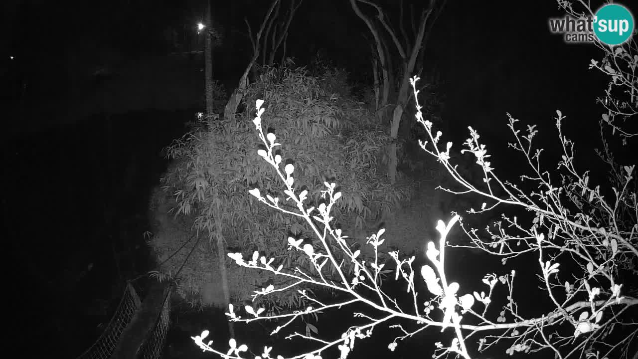 Gibbon à joues jaunes Zoo Ljubljana live cam