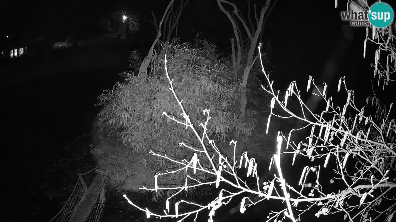 Yellow-cheeked gibbon Zoo Ljubljana livecam