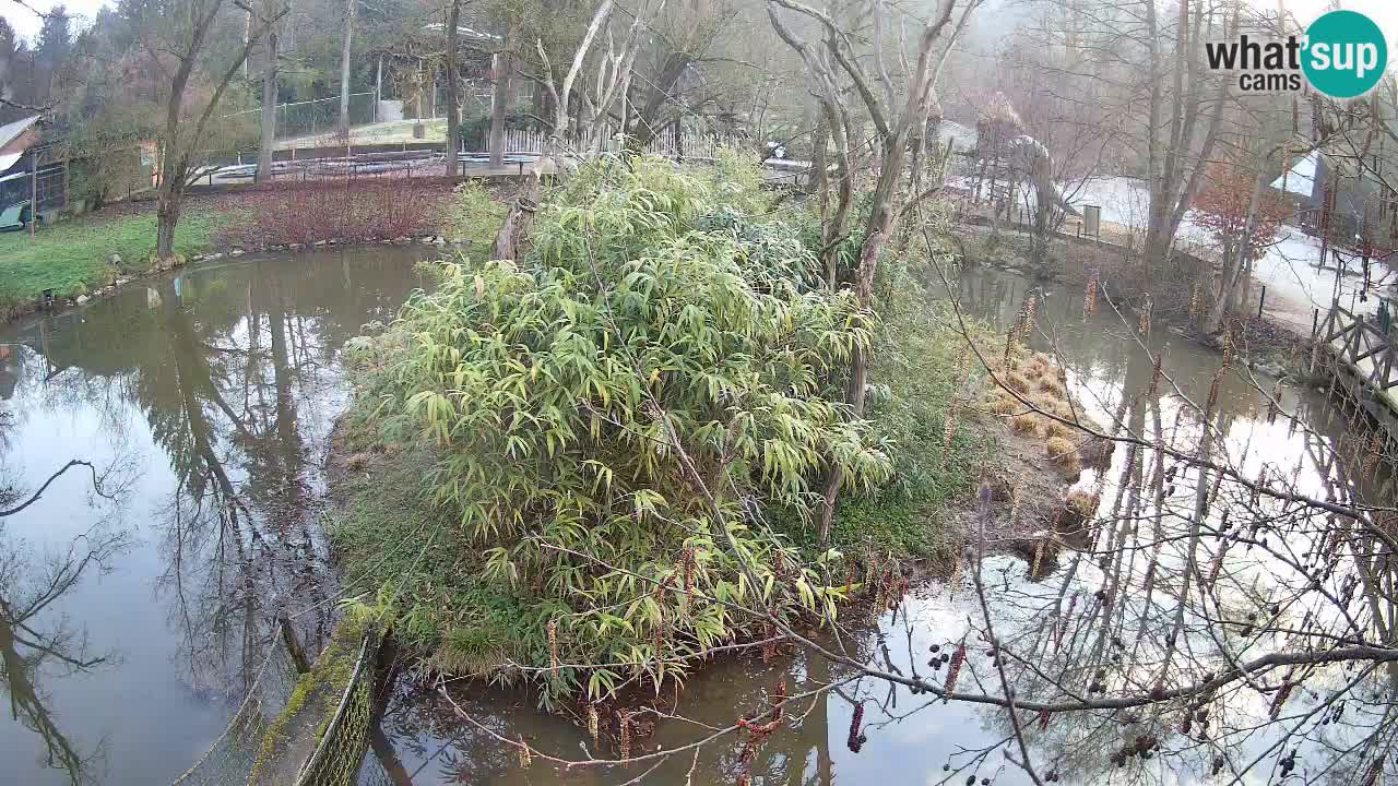 Yellow-cheeked gibbon Zoo Ljubljana livecam