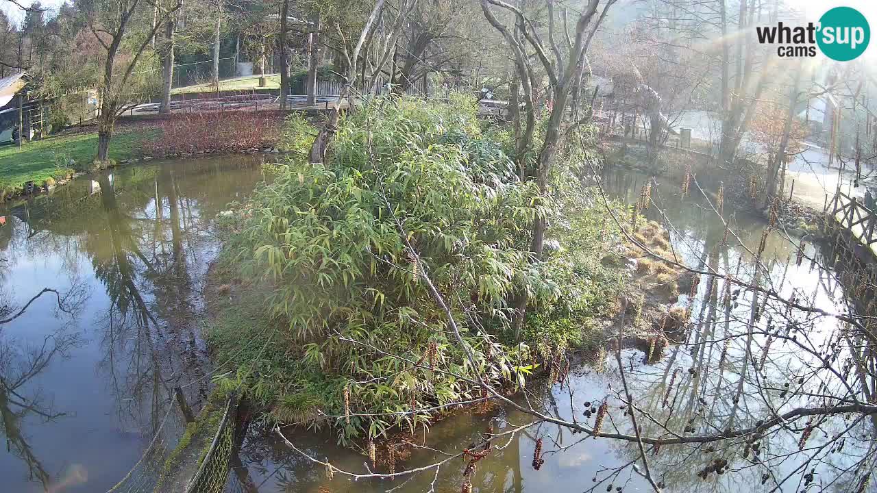 Yellow-cheeked gibbon Zoo Ljubljana livecam