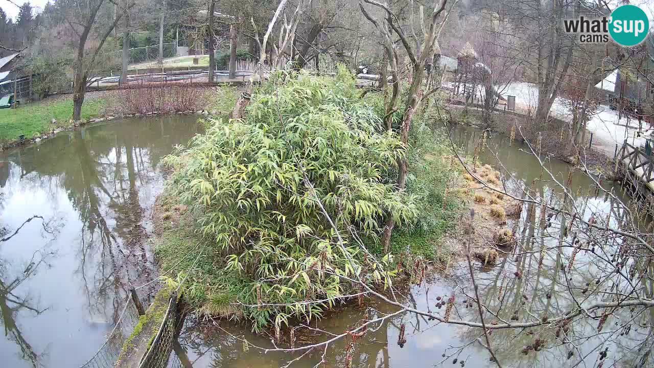 Gibon – Nomascus gabriellae – Zoo Ljubljana web kamera