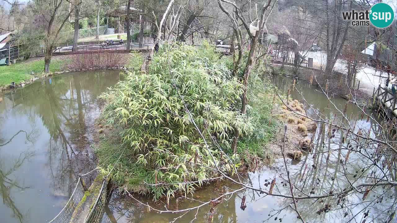Zlatolični gibon živalski vrt Ljubljana