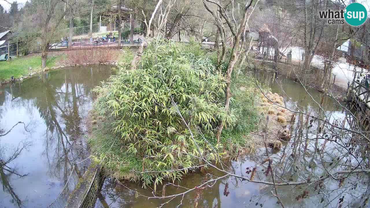 Gibbon à joues jaunes Zoo Ljubljana live cam