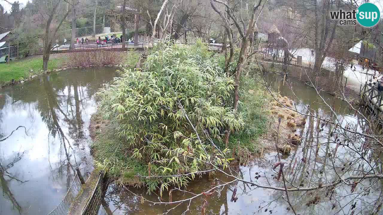 Yellow-cheeked gibbon Zoo Ljubljana livecam