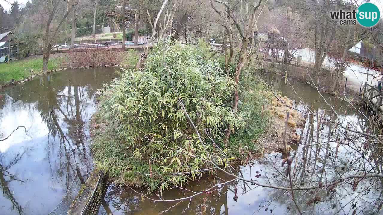 Südlicher Gelbwangen-Schopfgibbon Zoo Ljubljana webcam