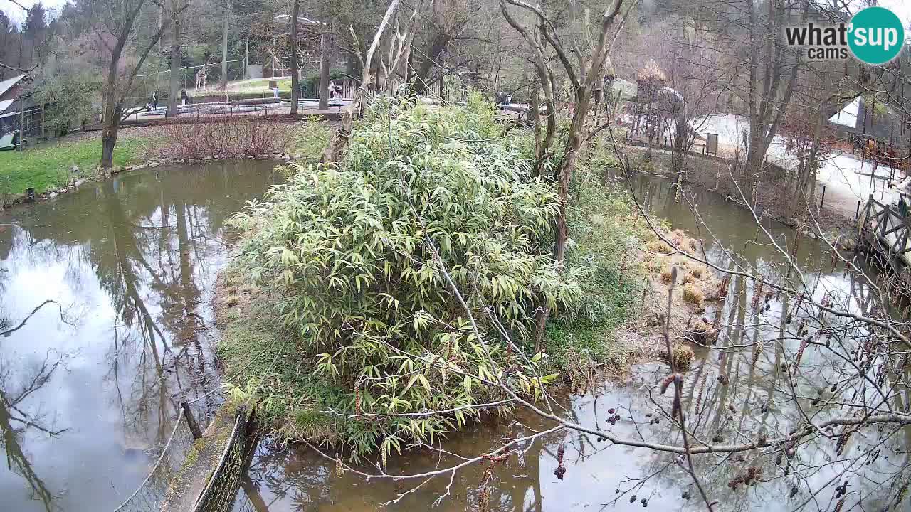 Yellow-cheeked gibbon Zoo Ljubljana livecam