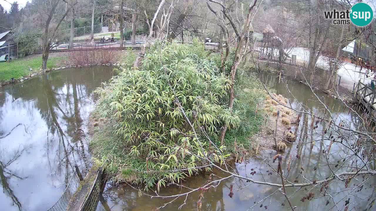 Yellow-cheeked gibbon Zoo Ljubljana livecam