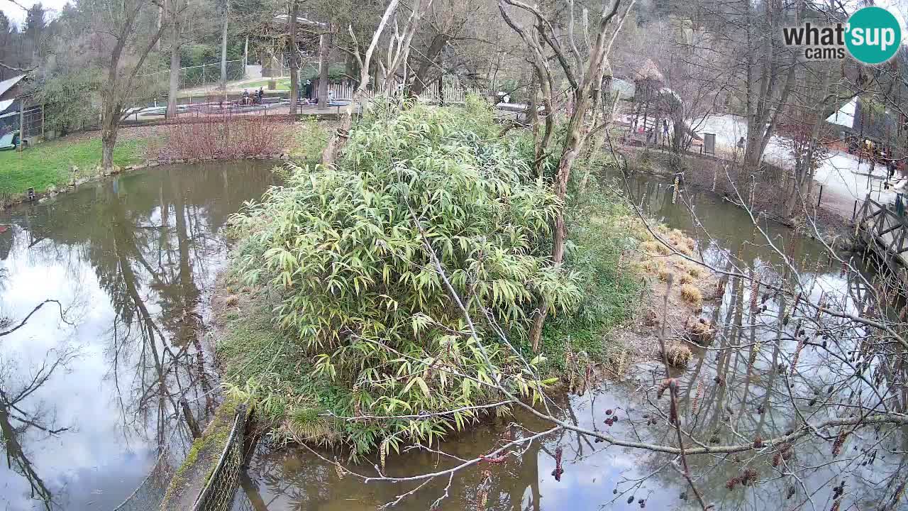 Gibón de mejillas beige Zoo Ljubljana