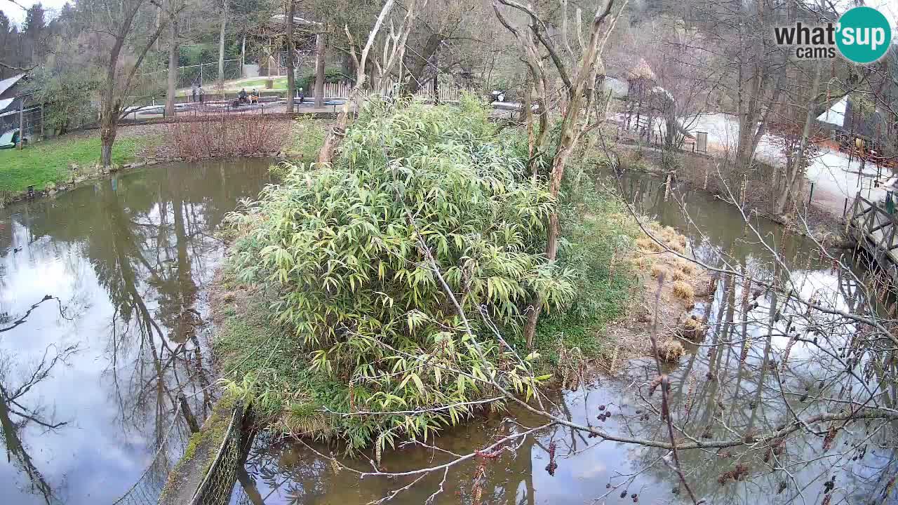 Gibbone dalle guance rosa nello ZOO di Ljubljana