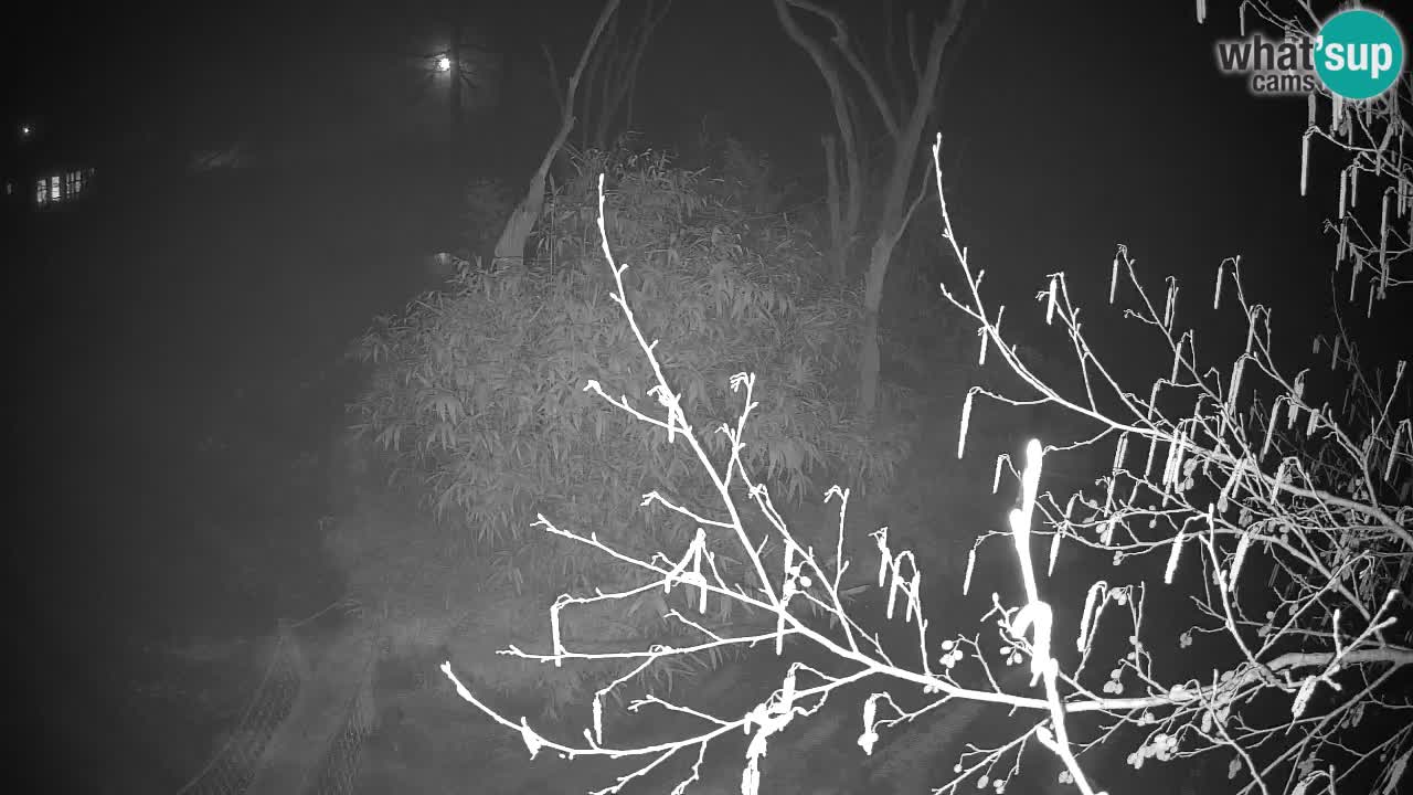 Yellow-cheeked gibbon Zoo Ljubljana livecam