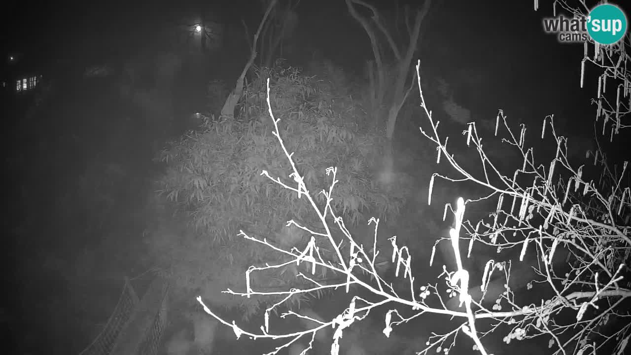 Yellow-cheeked gibbon Zoo Ljubljana livecam