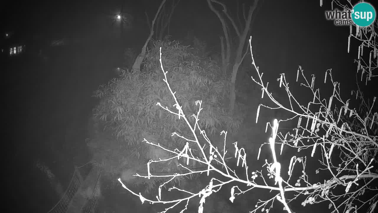 Gibón de mejillas beige Zoo Ljubljana