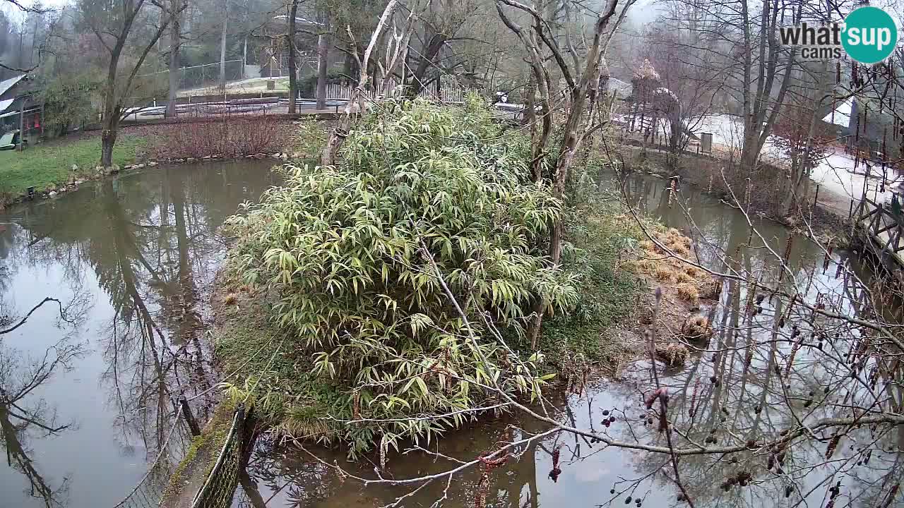 Gibón de mejillas beige Zoo Ljubljana