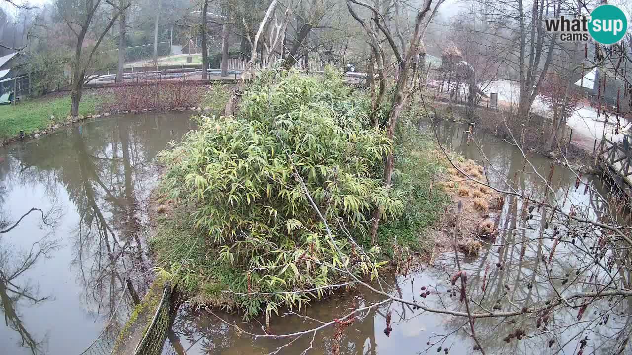 Yellow-cheeked gibbon Zoo Ljubljana livecam