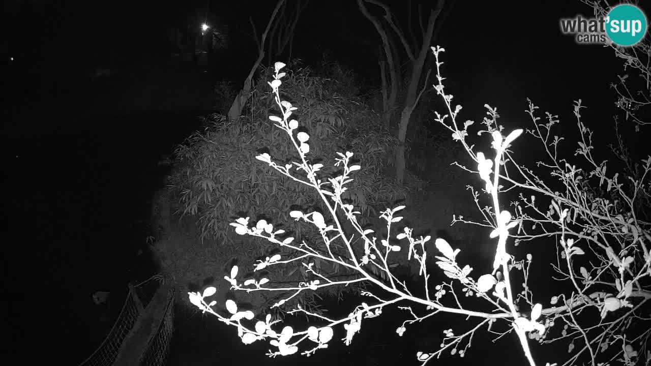 Gibon – Nomascus gabriellae – Zoo Ljubljana web kamera