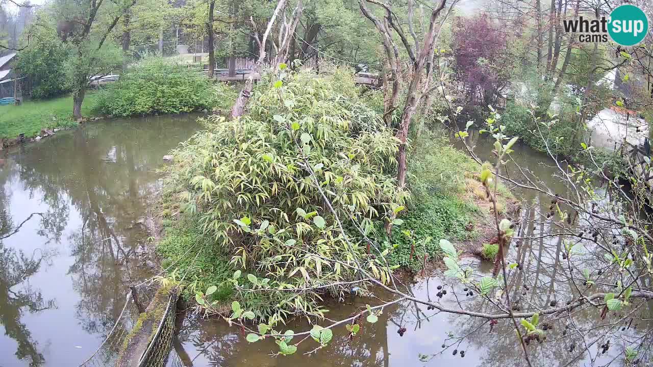 Südlicher Gelbwangen-Schopfgibbon Zoo Ljubljana webcam