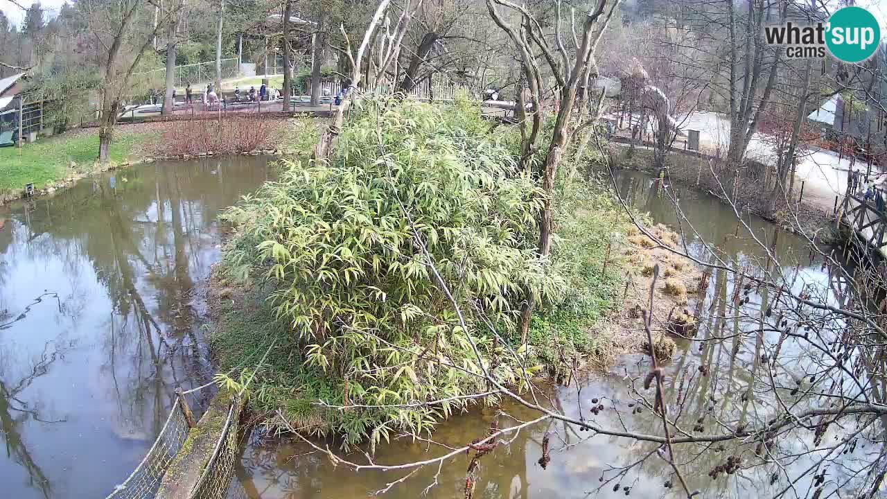 Yellow-cheeked gibbon Zoo Ljubljana livecam