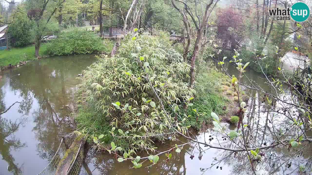 Gibbon à joues jaunes Zoo Ljubljana live cam