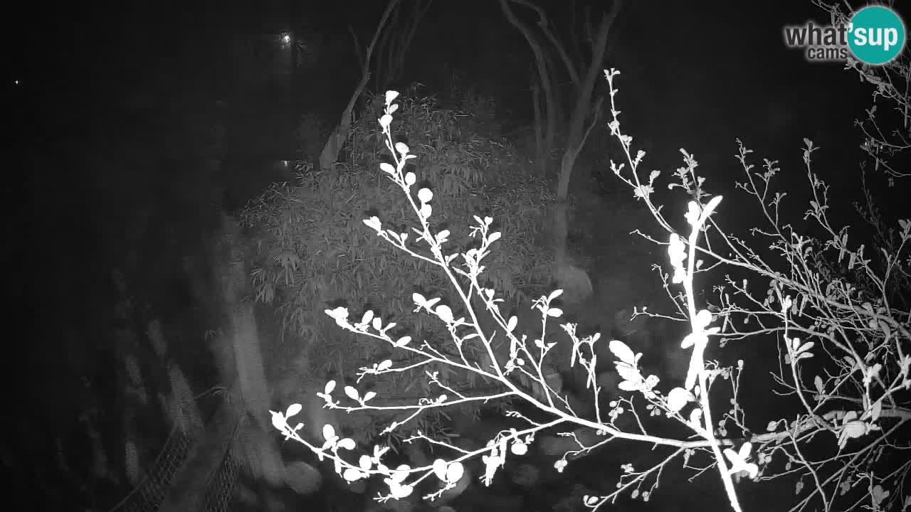 Zlatolični gibon živalski vrt Ljubljana