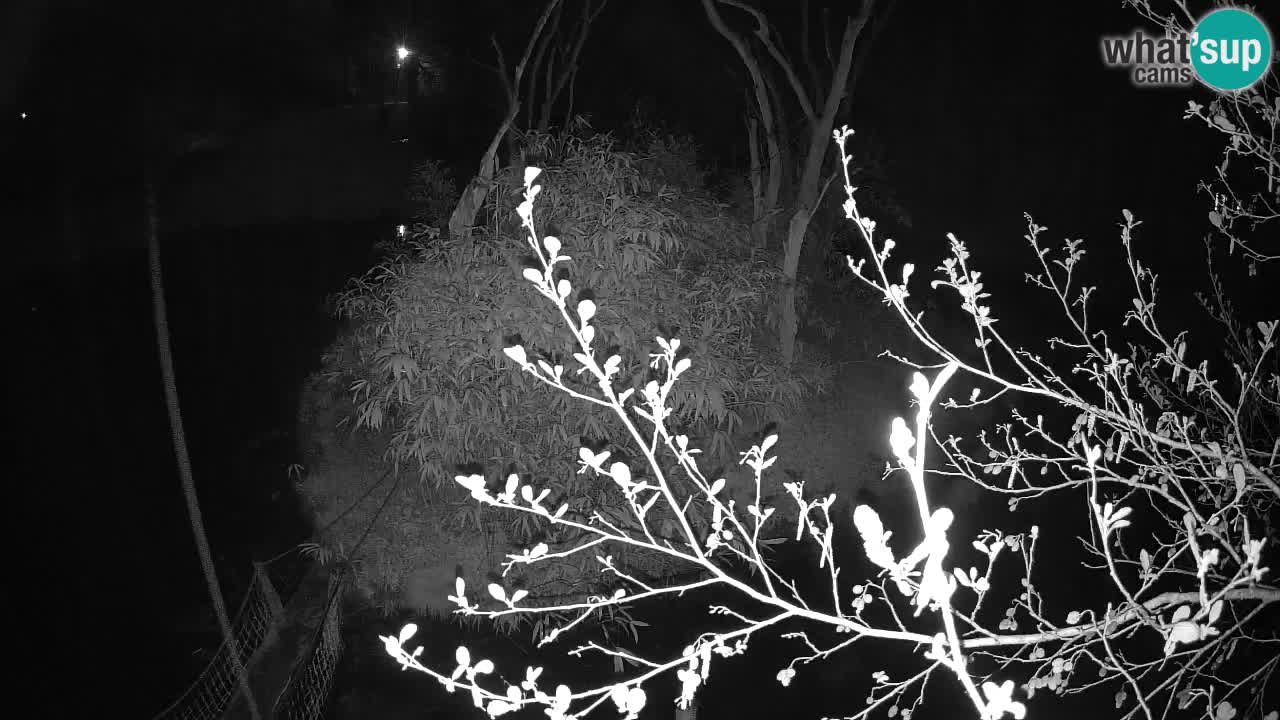 Gibbone dalle guance rosa nello ZOO di Ljubljana