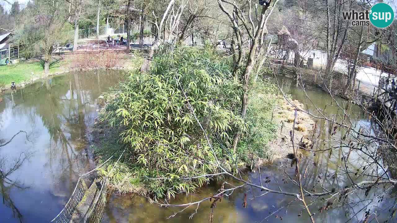 Gibón de mejillas beige Zoo Ljubljana