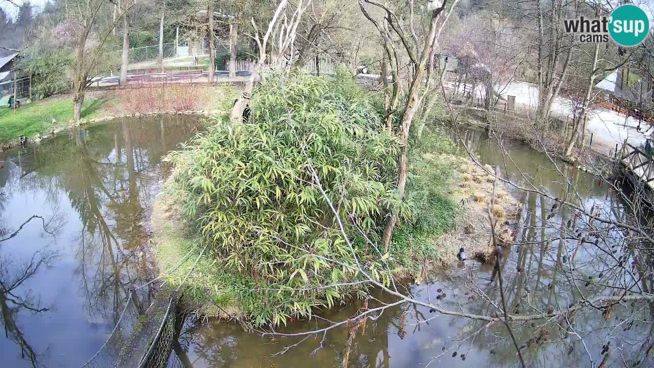 Yellow-cheeked gibbon Zoo Ljubljana livecam