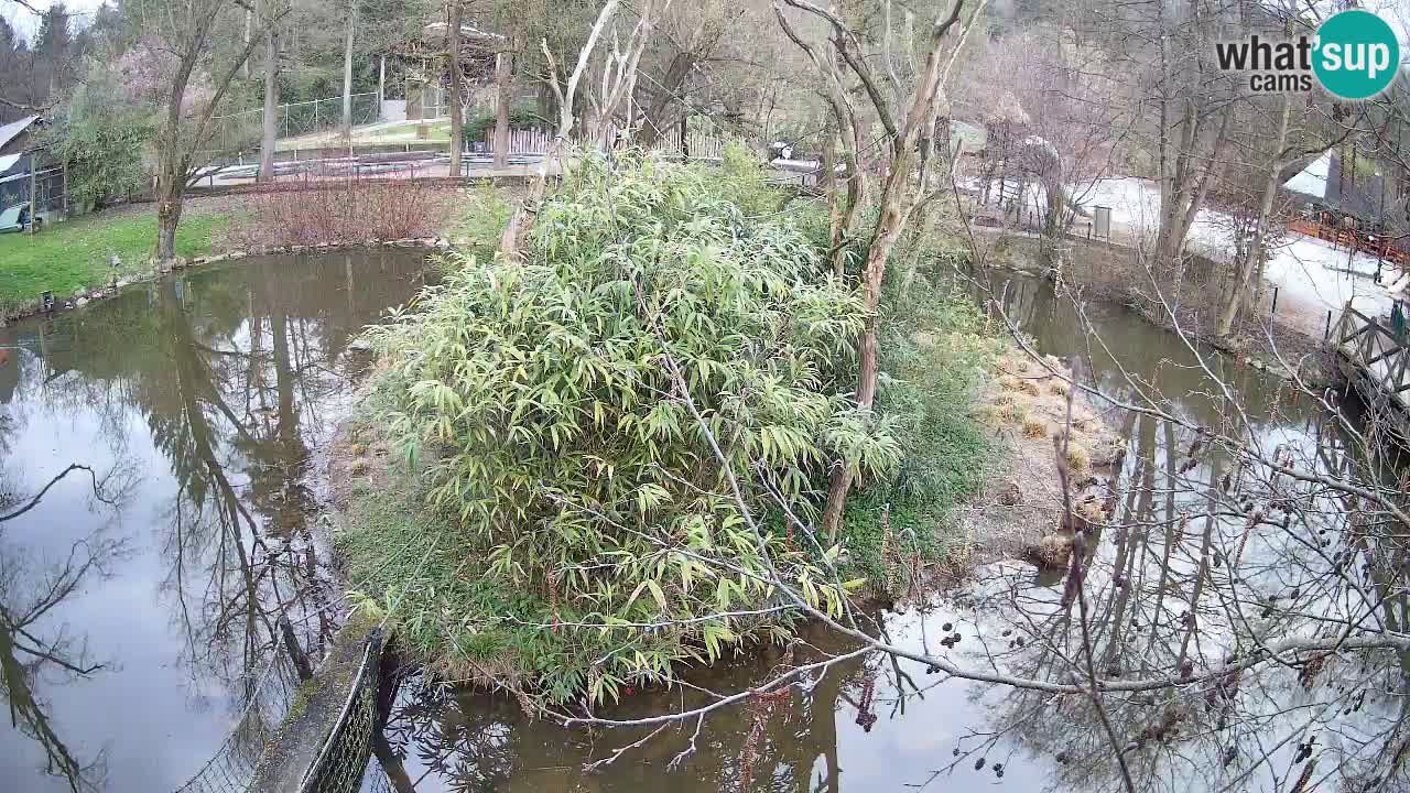 Gibbon à joues jaunes Zoo Ljubljana live cam