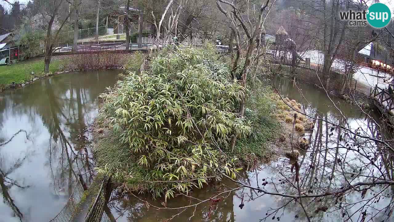 Gibbon à joues jaunes Zoo Ljubljana live cam